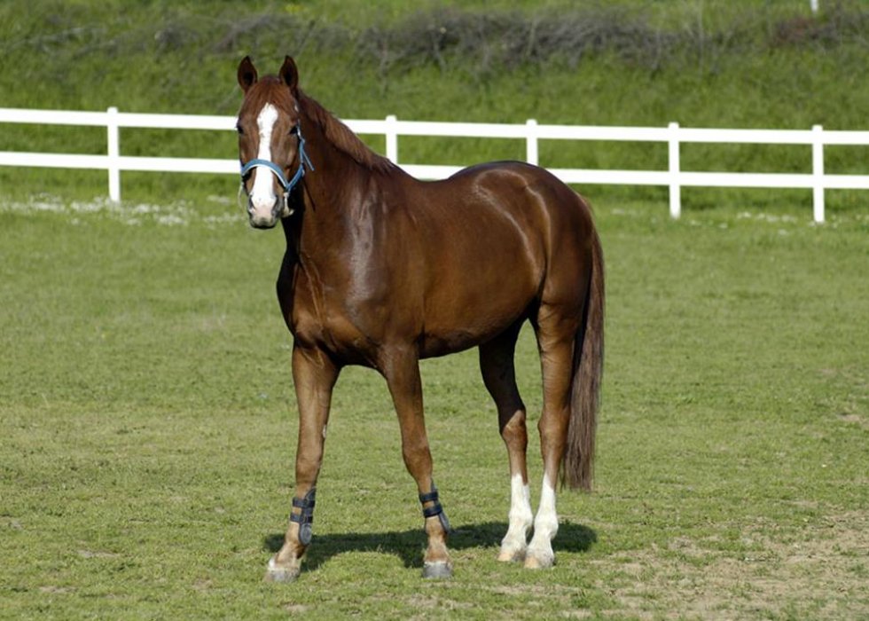 bb_croara_vecchia_cavallo